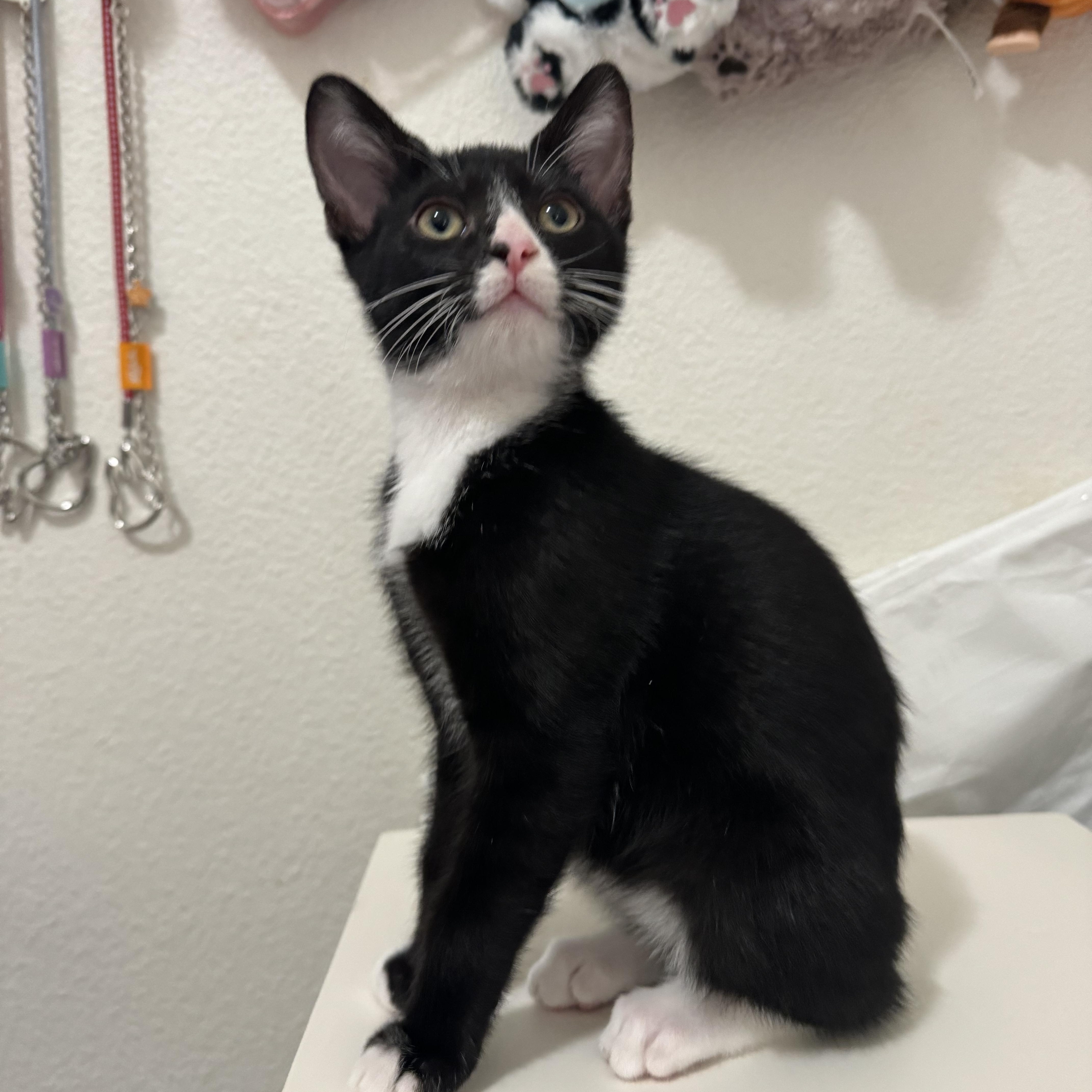 Enlarge Milo, a Adopted Domestic Short Hair in GARDEN GROVE, CA image 6/6