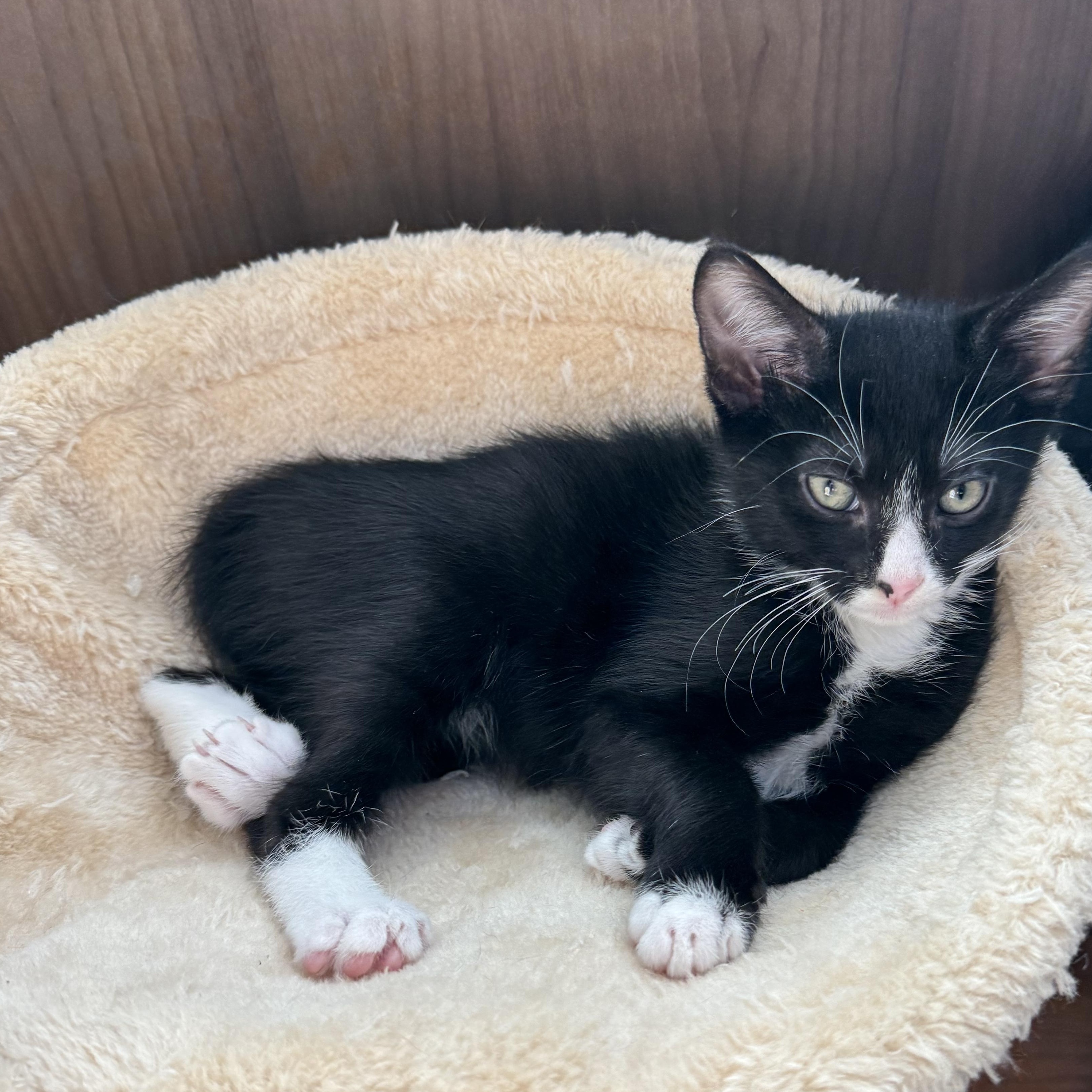 Enlarge Milo, a Adopted Domestic Short Hair in GARDEN GROVE, CA image 5/6