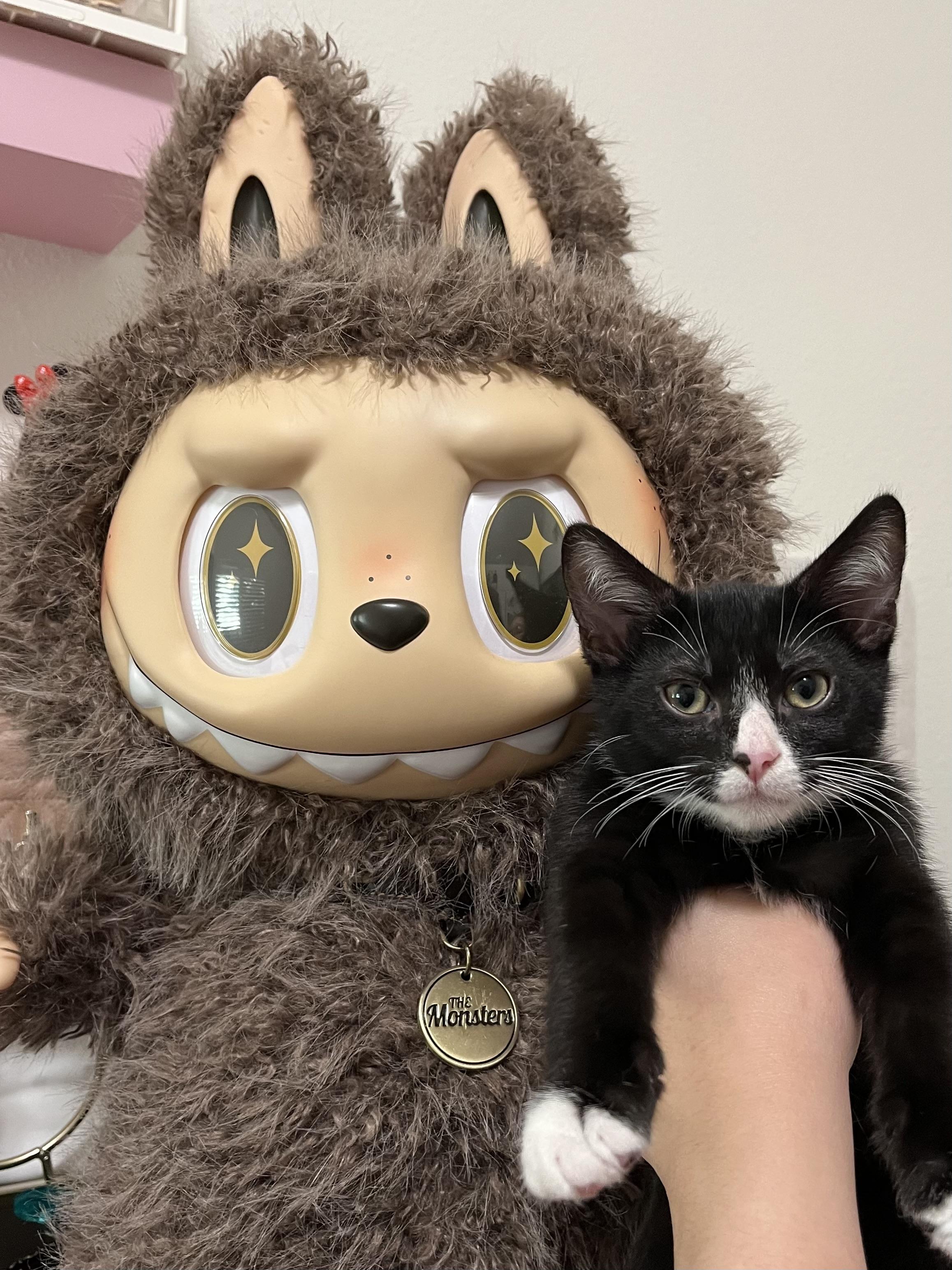 Enlarge Milo, a Adopted Domestic Short Hair in GARDEN GROVE, CA image 2/6