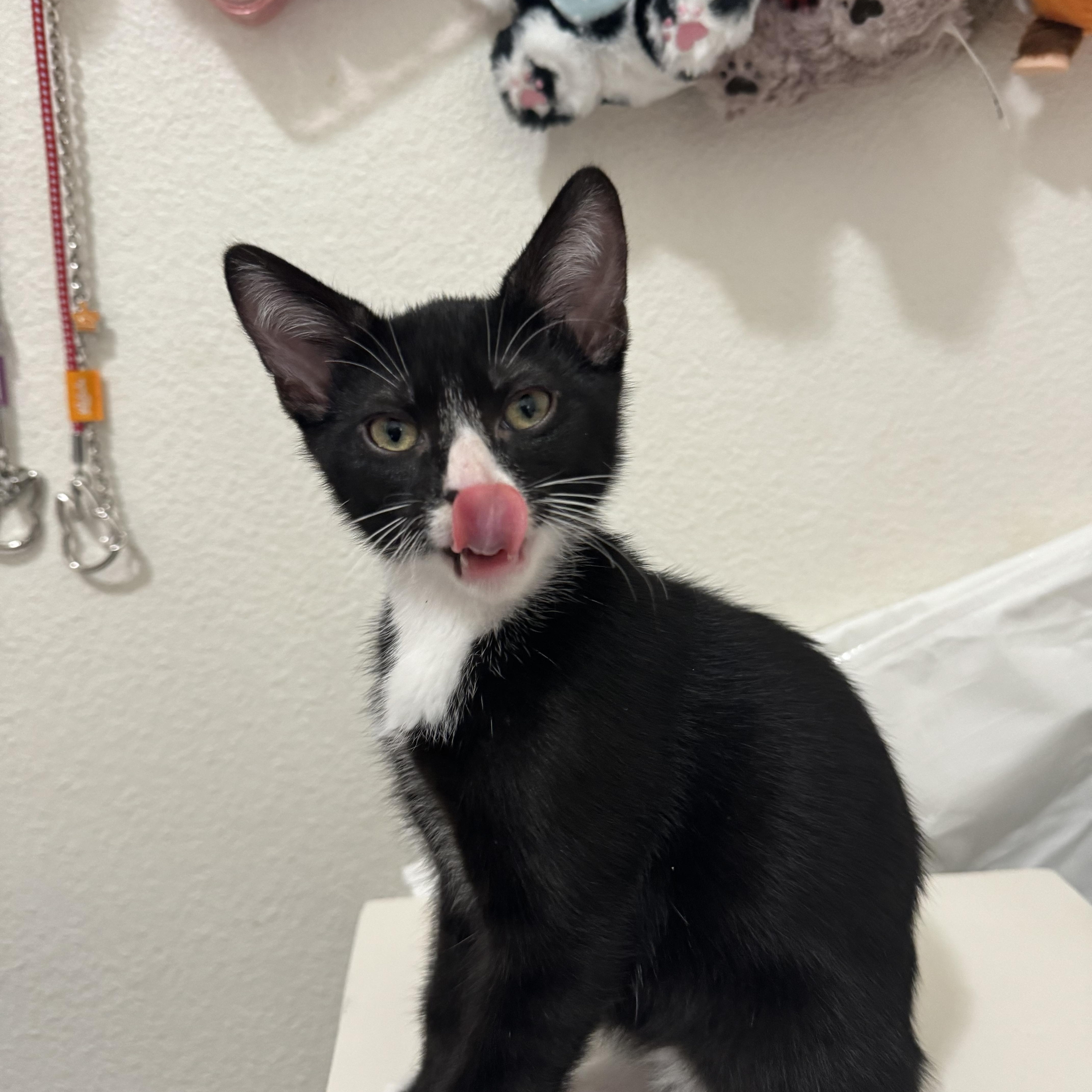 Enlarge Milo, a Adopted Domestic Short Hair in GARDEN GROVE, CA image 4/6