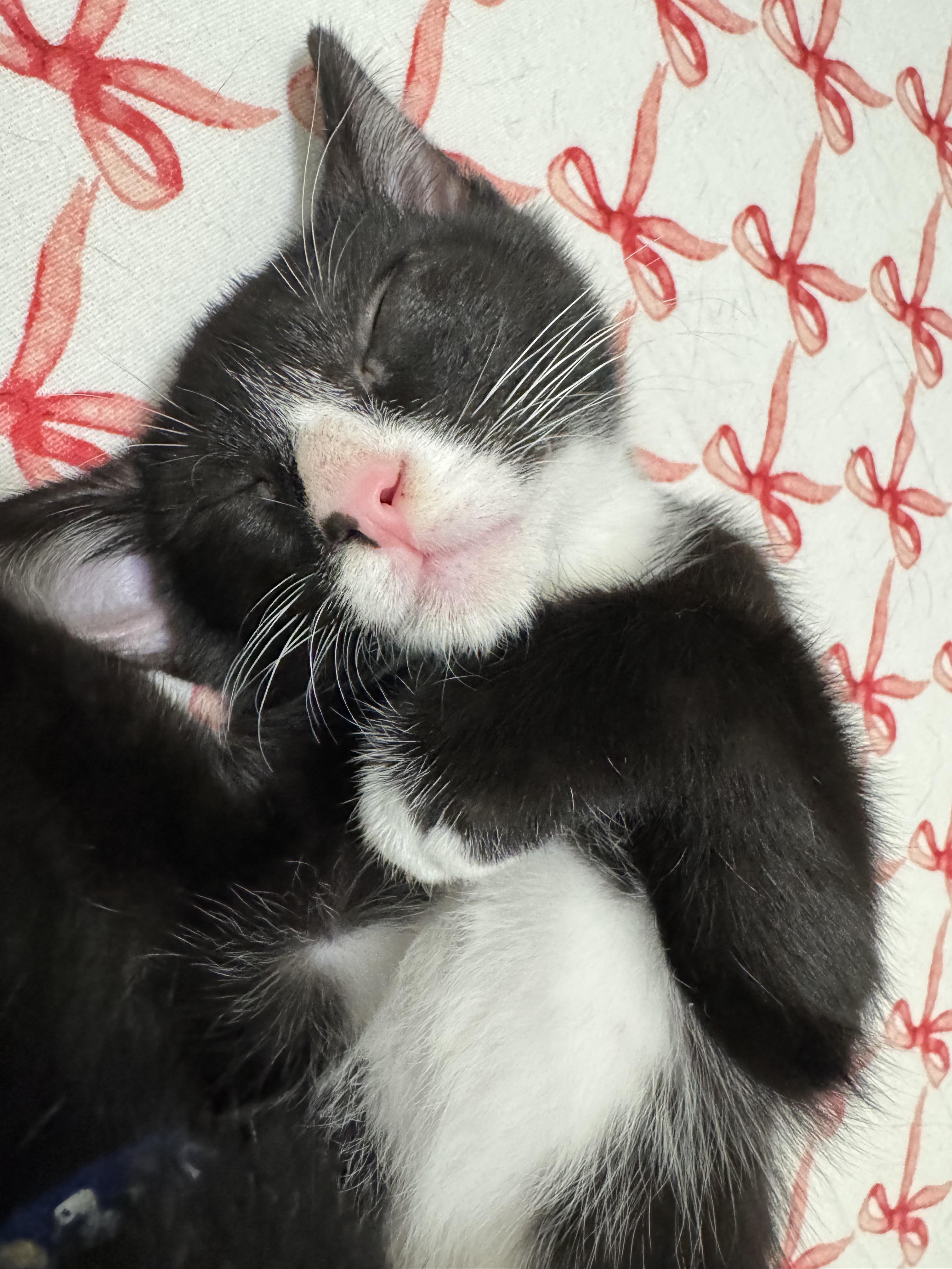 Enlarge Milo, a Adopted Domestic Short Hair in GARDEN GROVE, CA image 1/6