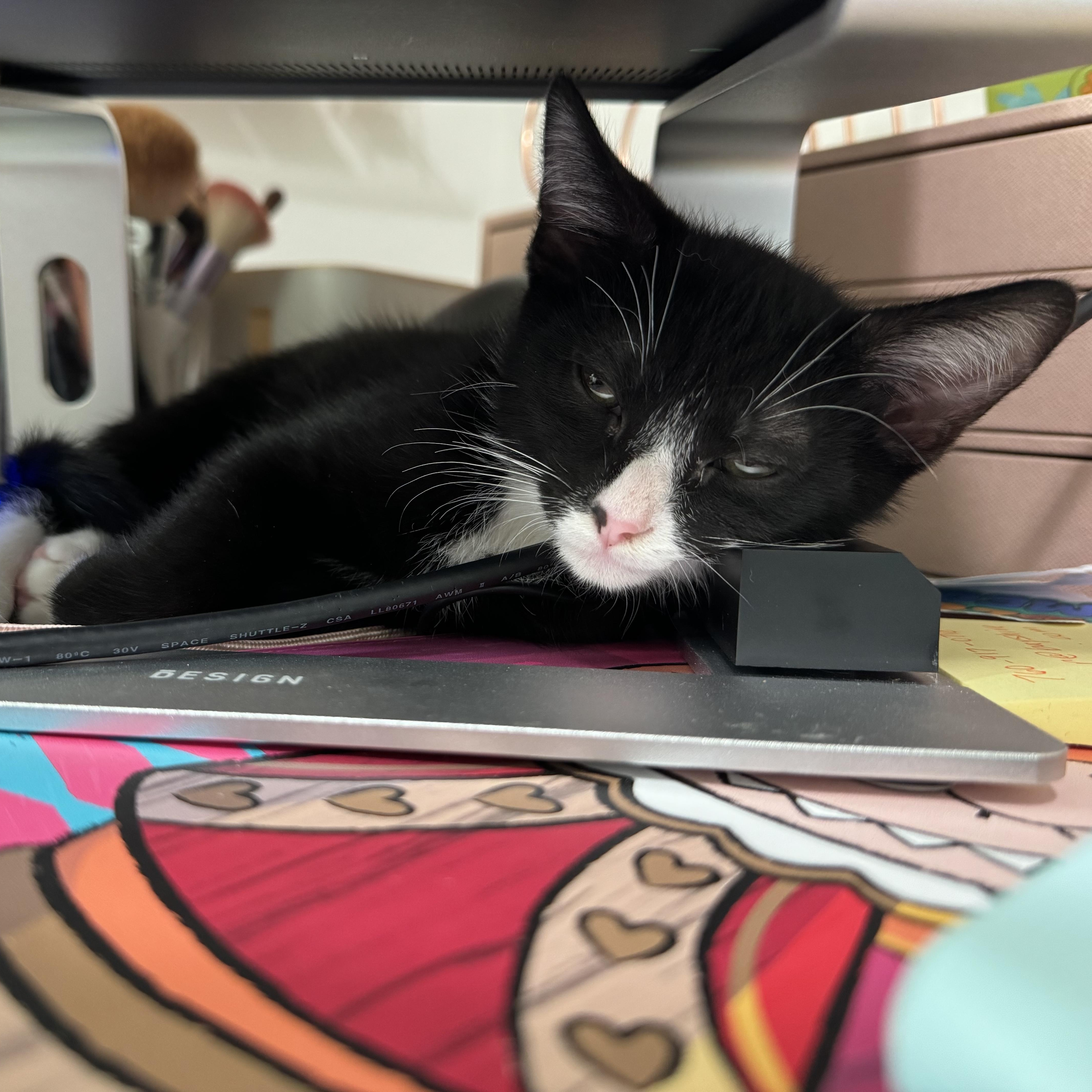 Enlarge Milo, a Adopted Domestic Short Hair in GARDEN GROVE, CA image 3/6