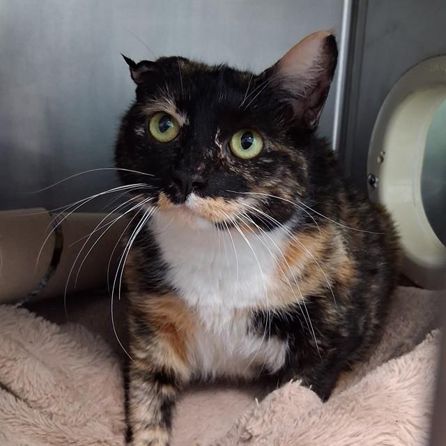 Enlarge PATCHES, a Adoptable Domestic Short Hair in Fort Walton Beach, FL image 1/1