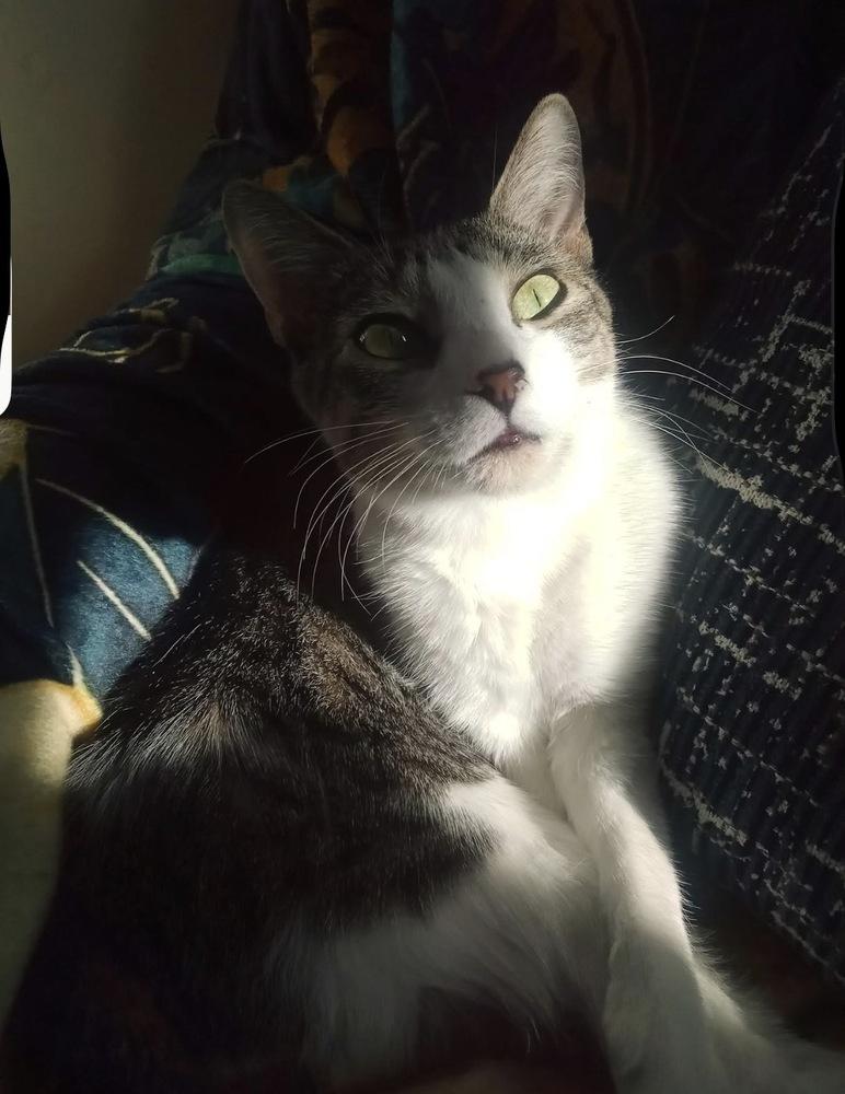 Pandora, Adoptable, Young Female Tabby.