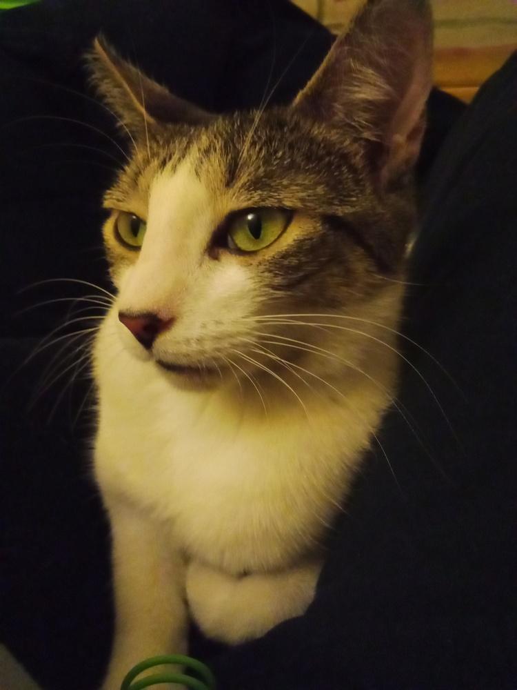 Enlarge Pandora, a Adoptable mixed breed in Warren, CT image 4/6