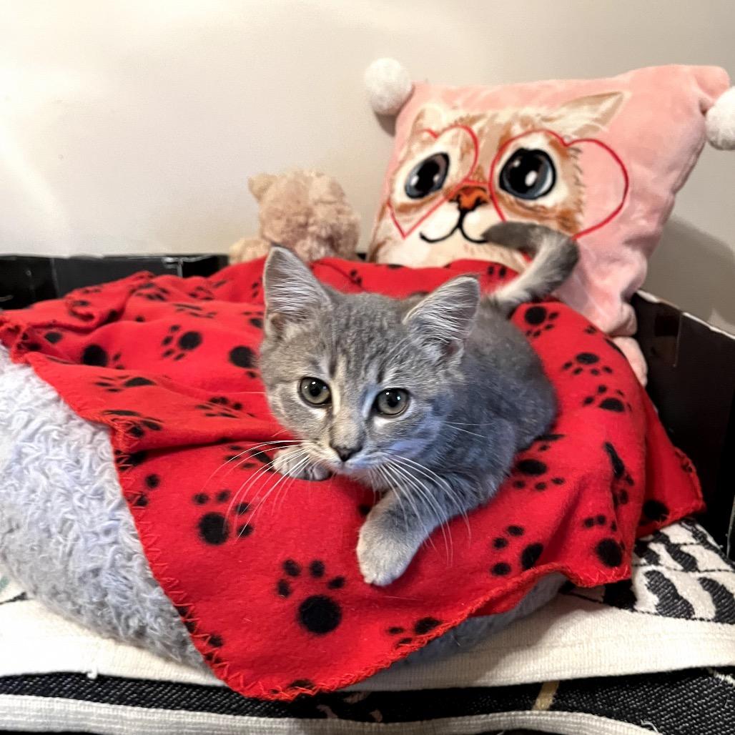 Scrappy, Adoptable, Young Male Domestic Short Hair.