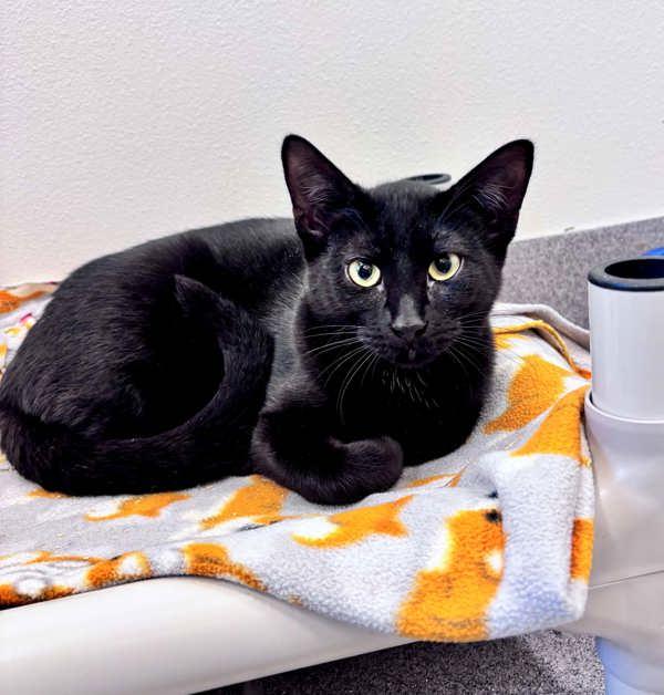 Enlarge Dante, a Adoptable mixed breed in McMinnville, OR image 1/1