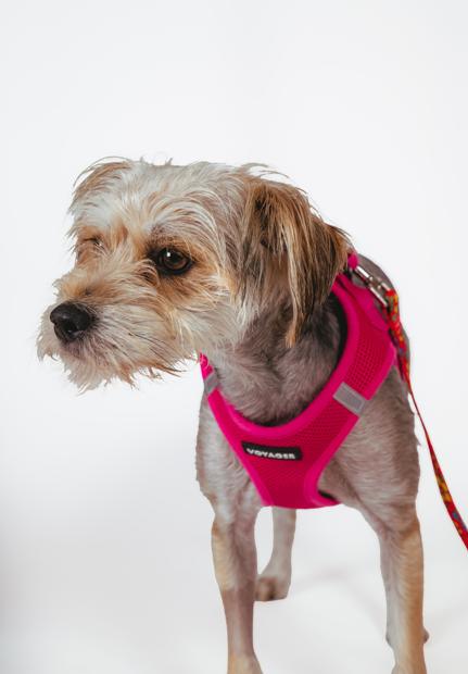 Enlarge Carl, a ADOPTABLE mixed breed in West Hollywood, CA image 2/6