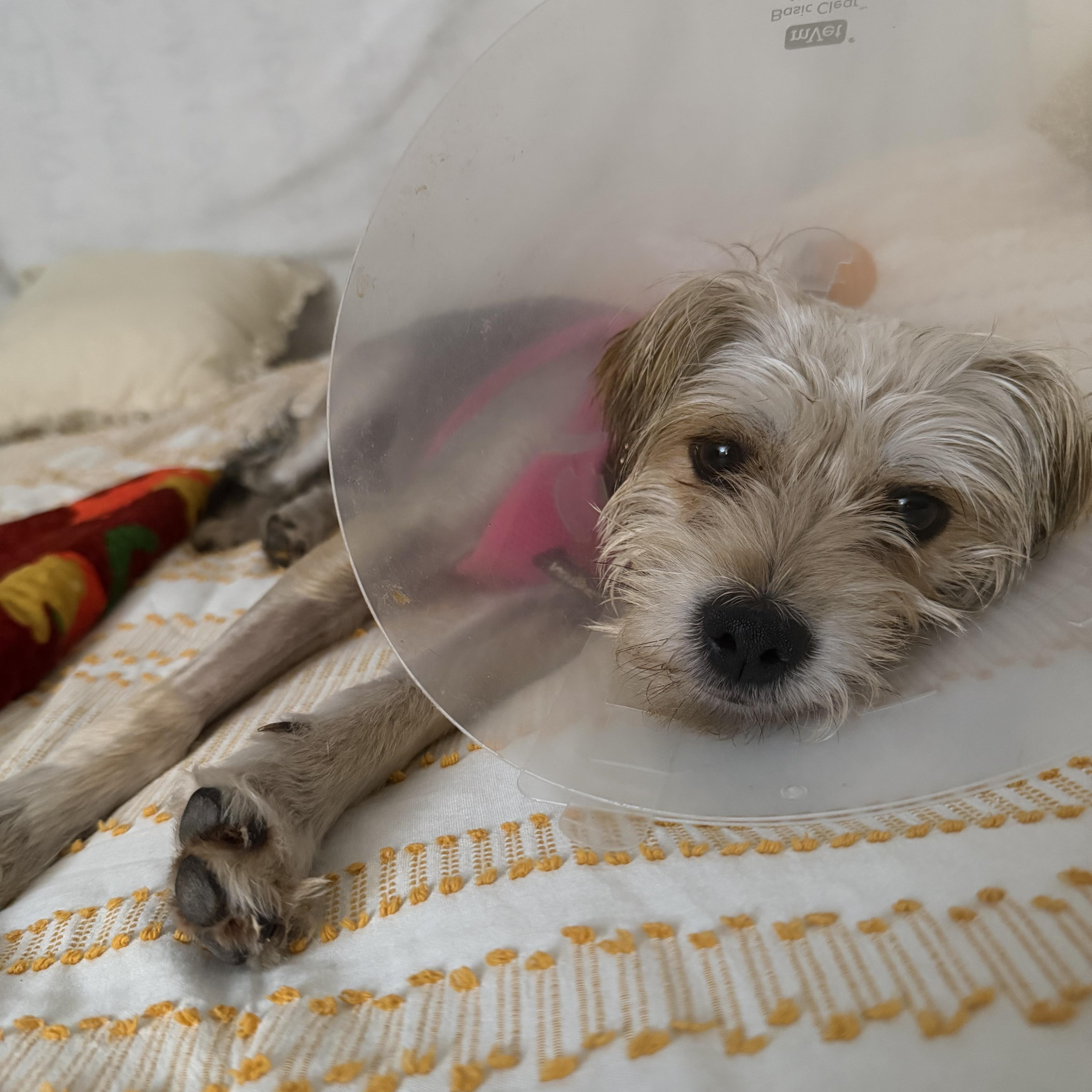 Enlarge Carl, a ADOPTABLE mixed breed in West Hollywood, CA image 5/6