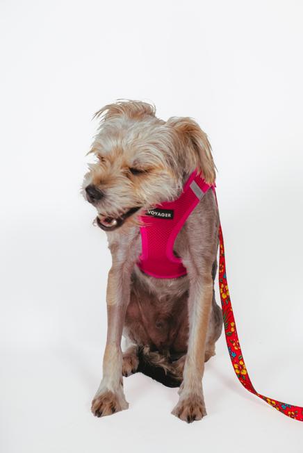 Enlarge Carl, a ADOPTABLE mixed breed in West Hollywood, CA image 6/6