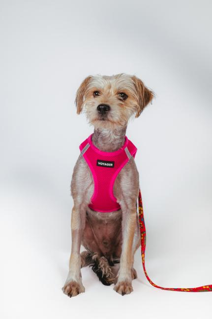 Carl, ADOPTABLE, Adult Male Yorkshire Terrier & Terrier.