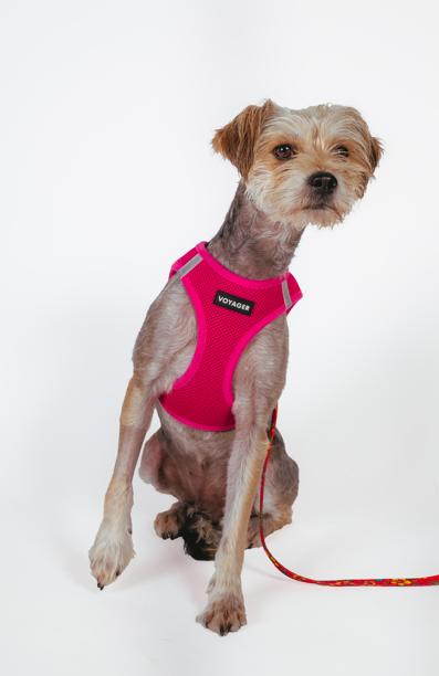 Enlarge Carl, a ADOPTABLE mixed breed in West Hollywood, CA image 3/6