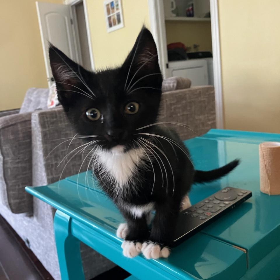 Chimmichurri, Adopted, Kitten Female Domestic Short Hair.