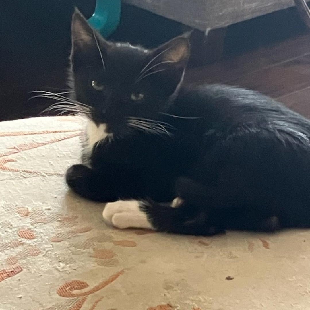 Enlarge Chimmichurri, a Adopted Domestic Short Hair in HUNTINGTON BEACH, CA image 4/4