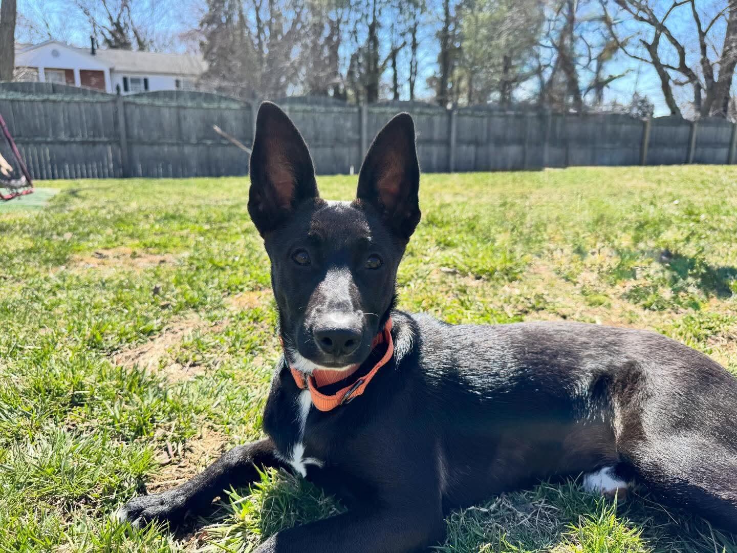 Michelle, a Adoptable mixed breed in Toms River, NJ image 2/2