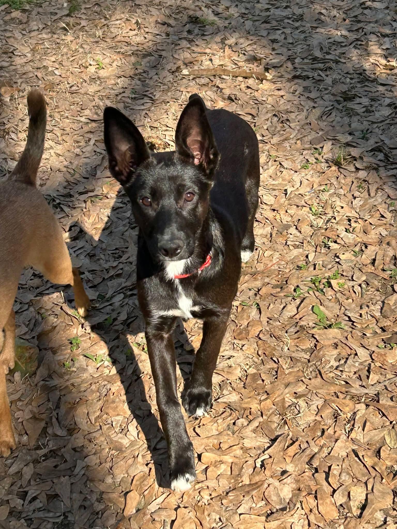 Michelle, a Adoptable mixed breed in Toms River, NJ image 1/2