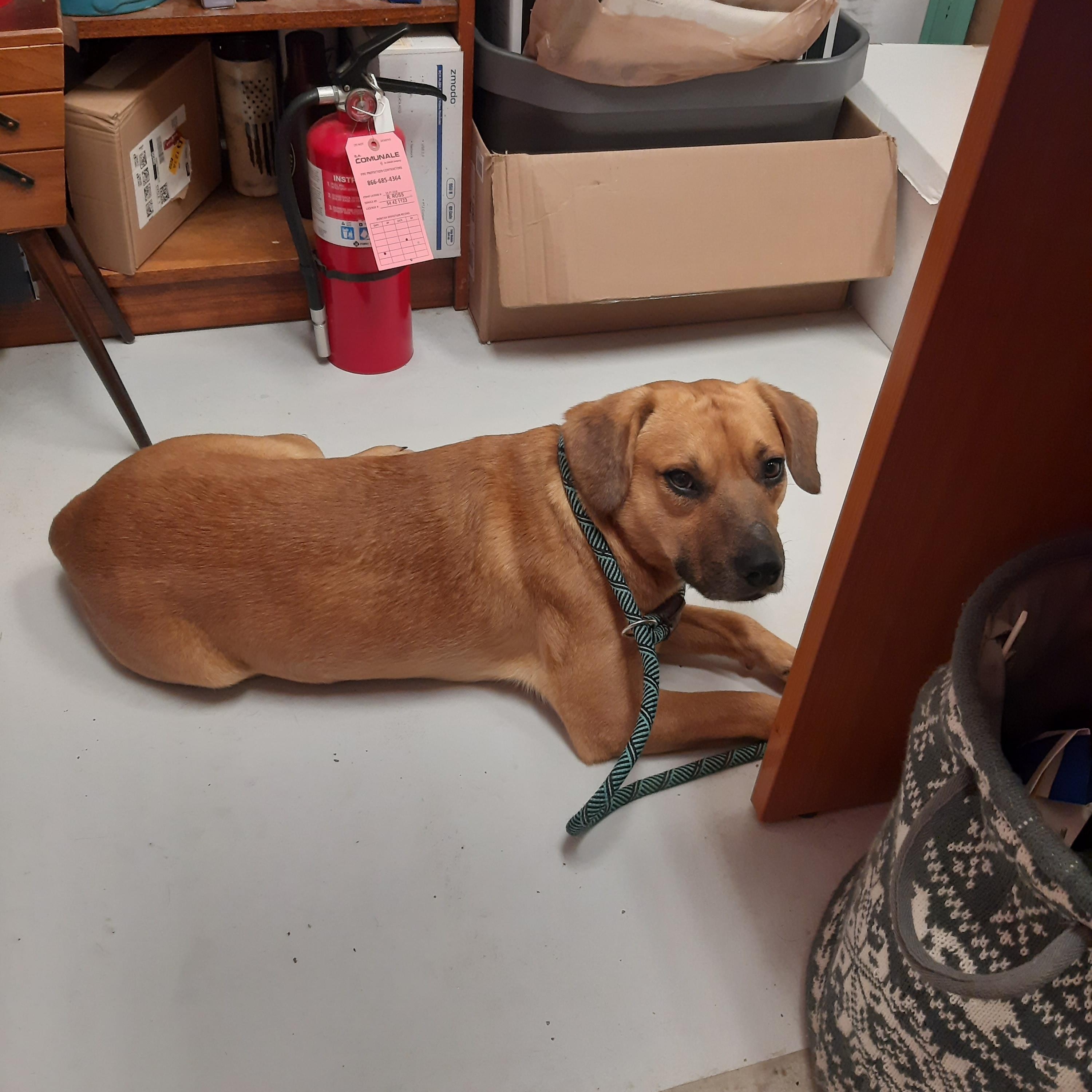 Enlarge Dasher, a ADOPTABLE mixed breed in Mount Gilead, OH image 2/2