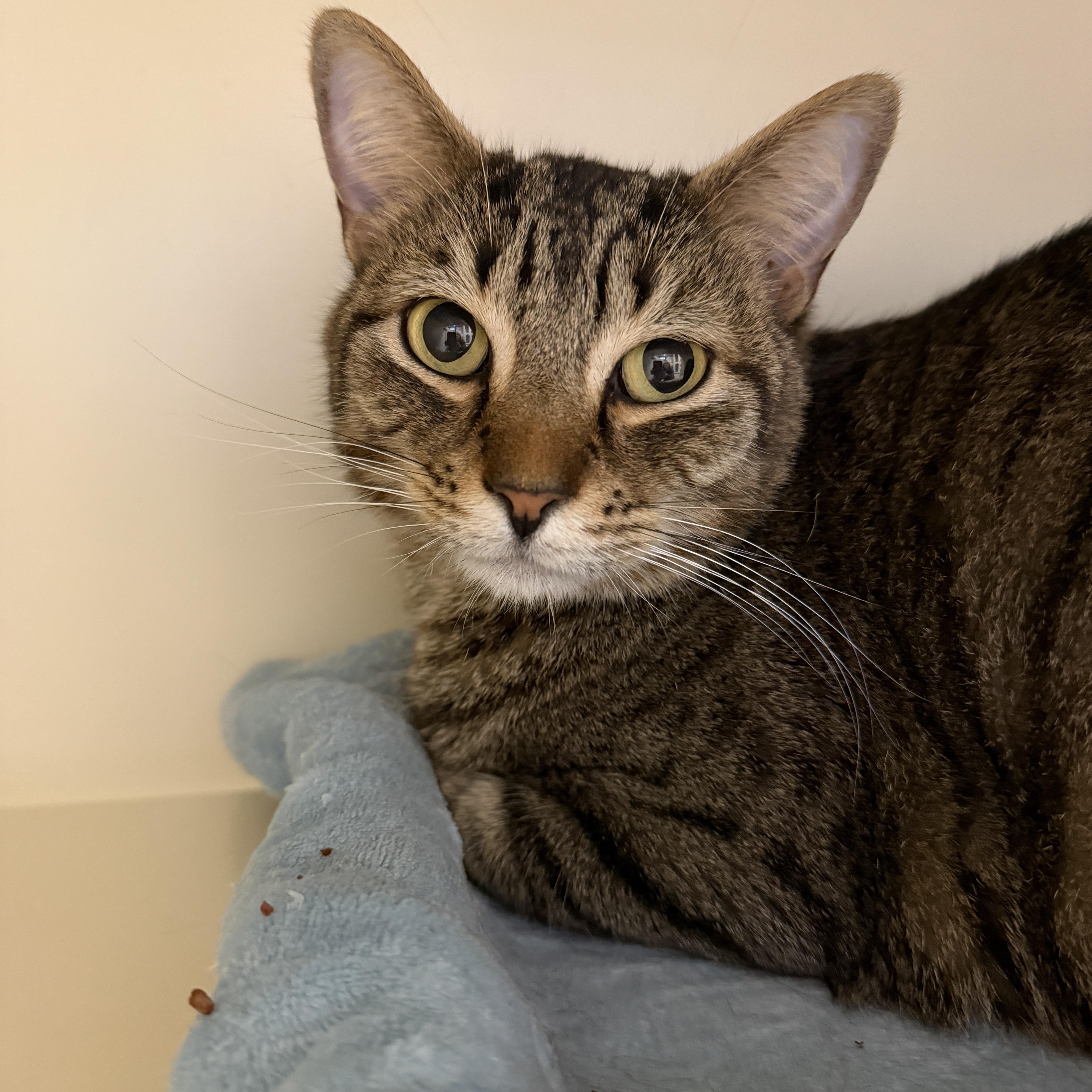 Enlarge Nae Nae, an adopted Domestic Short Hair in Elyria, OH image 1/3