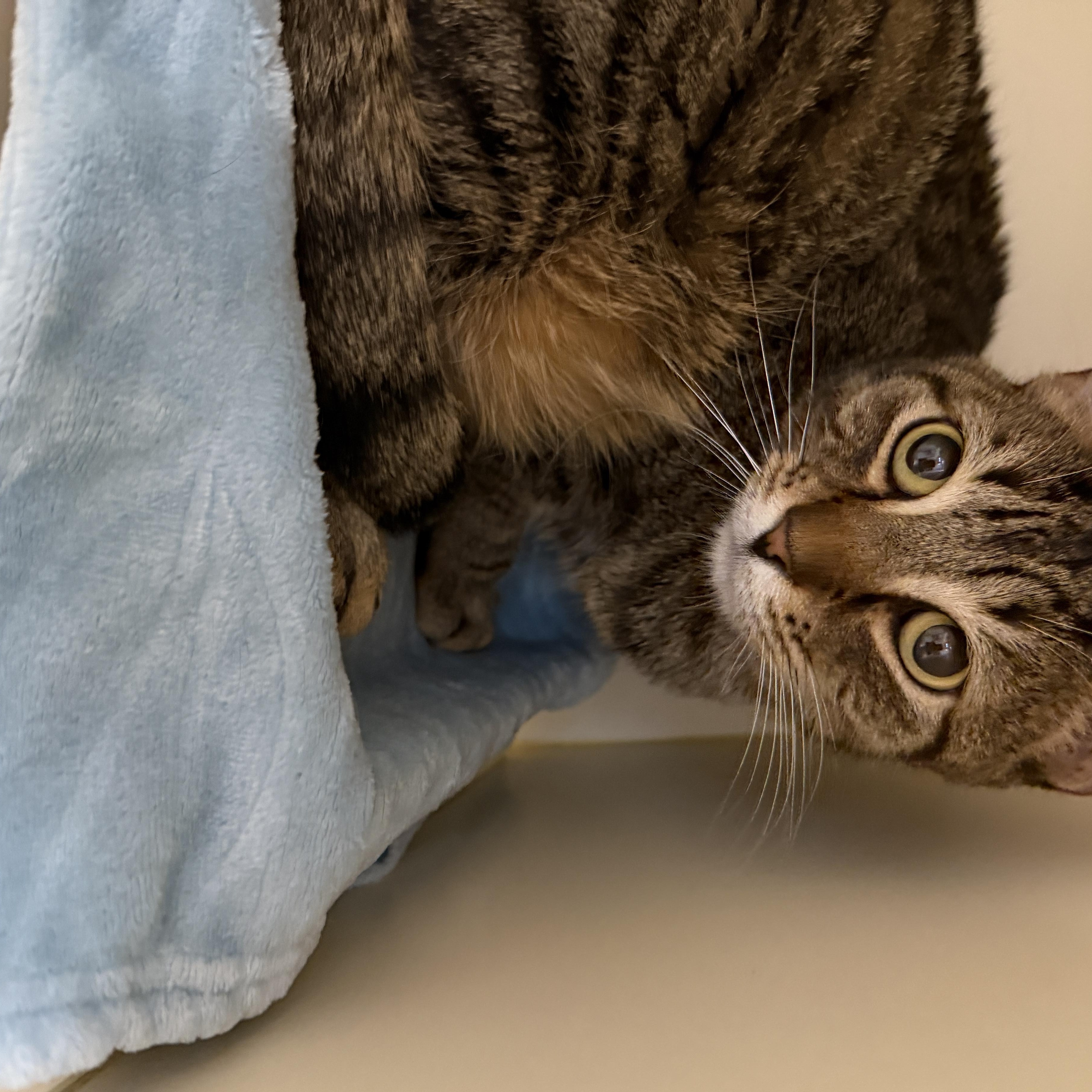 Enlarge Nae Nae, an adopted Domestic Short Hair in Elyria, OH image 2/3