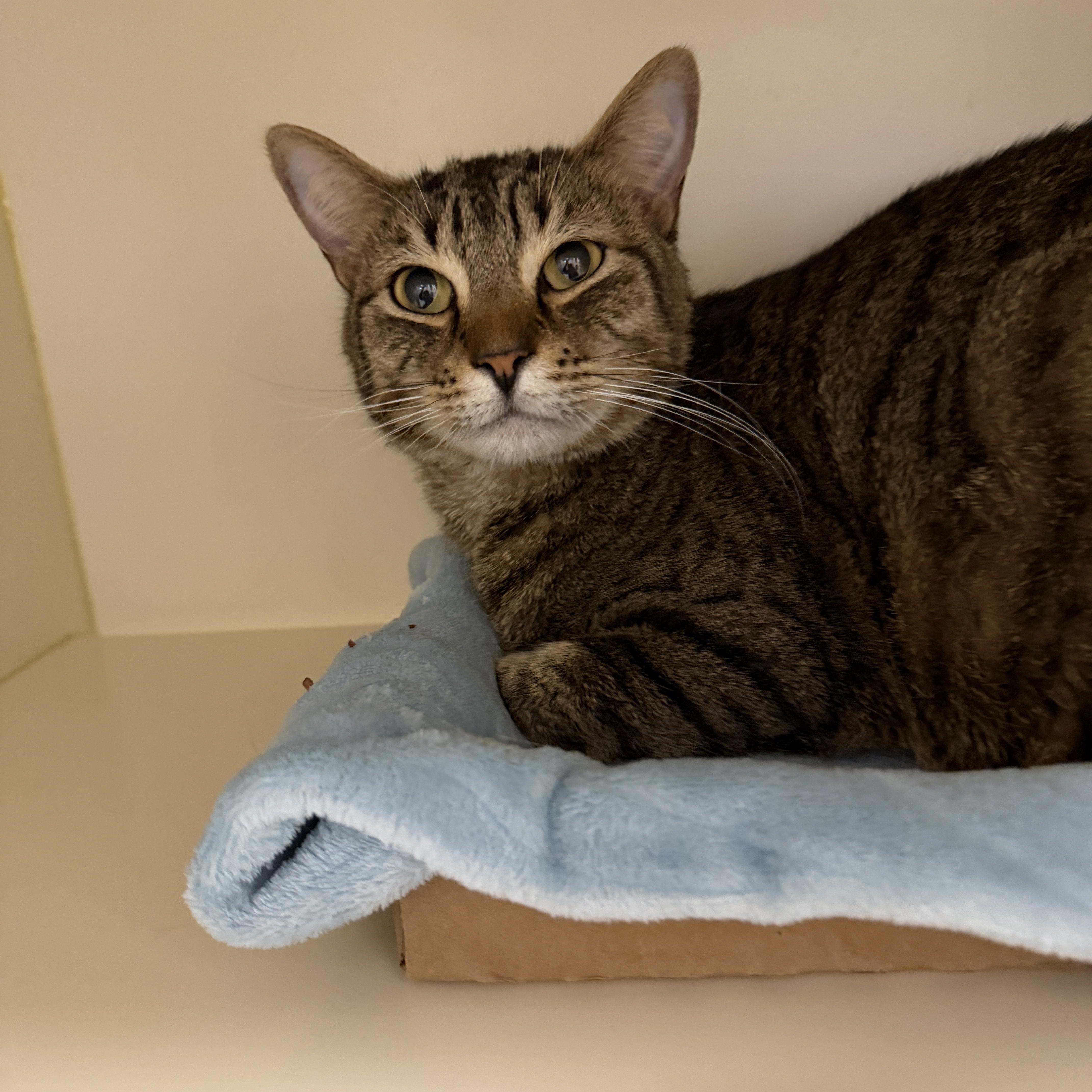 Enlarge Nae Nae, an adopted Domestic Short Hair in Elyria, OH image 3/3