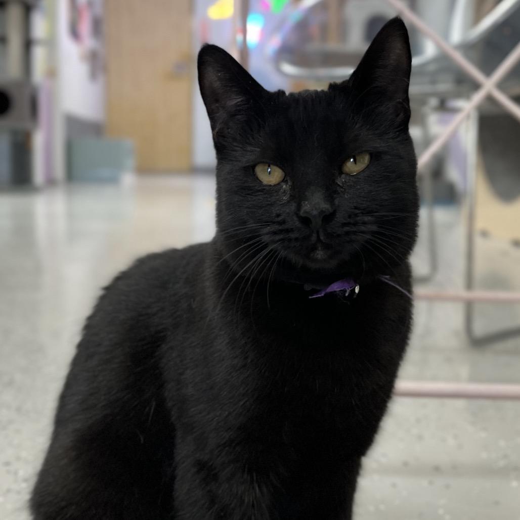 Enlarge Winnie, a Adoptable Domestic Short Hair in Yucca Valley, CA image 1/6