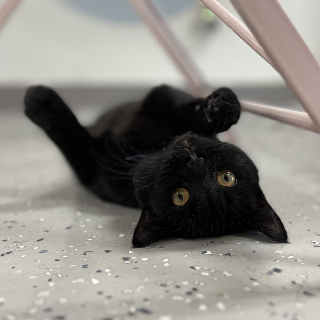 Enlarge Winnie, a Adoptable Domestic Short Hair in Yucca Valley, CA image 2/6