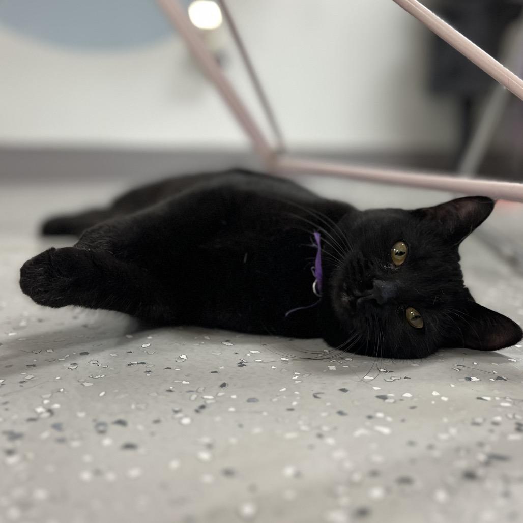 Enlarge Winnie, a Adoptable Domestic Short Hair in Yucca Valley, CA image 3/6