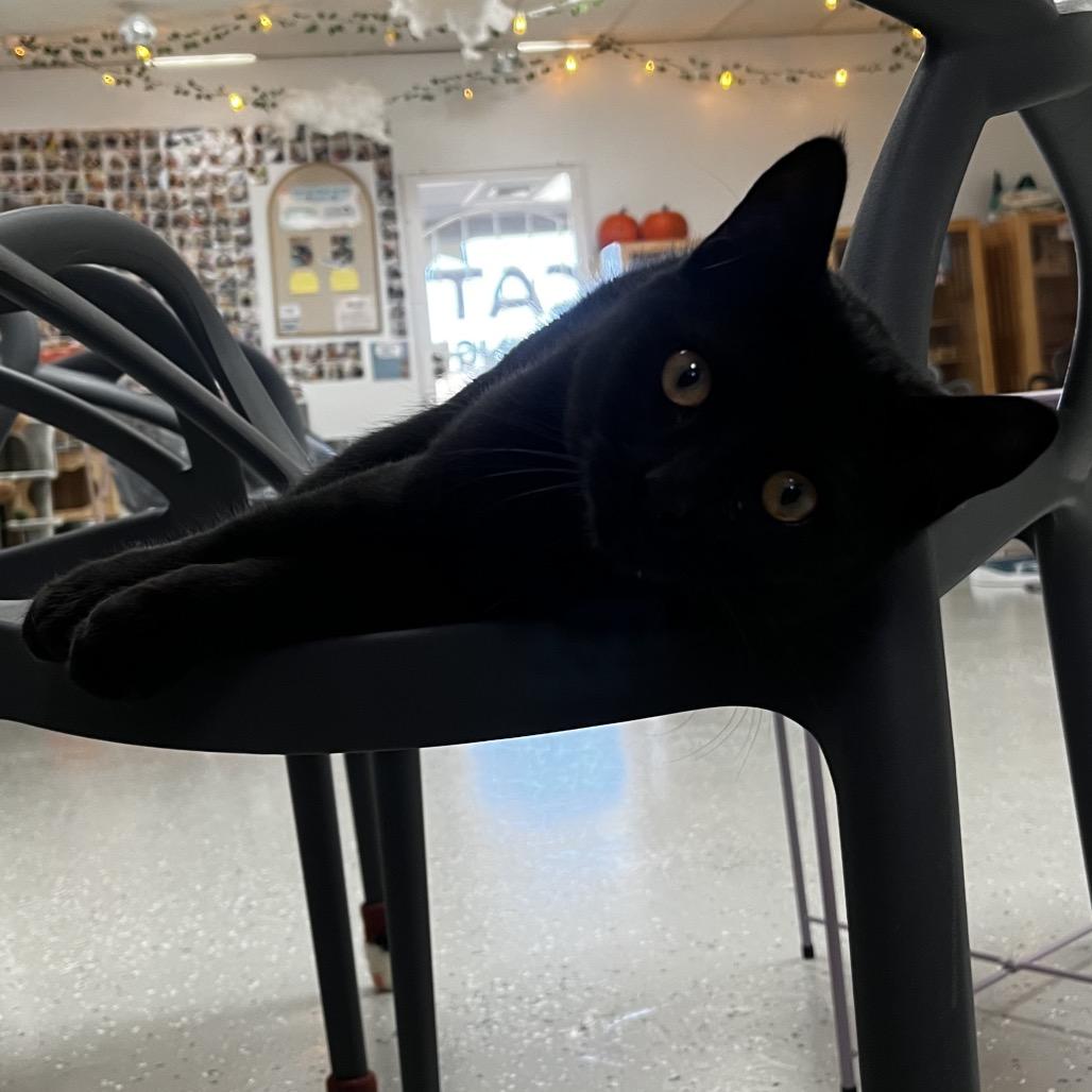 Enlarge Winnie, a Adoptable Domestic Short Hair in Yucca Valley, CA image 4/6