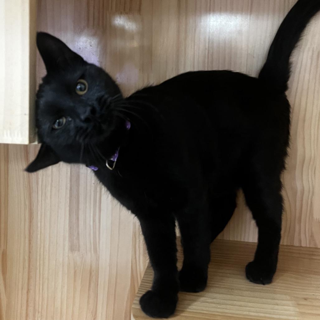 Enlarge Winnie, a Adoptable Domestic Short Hair in Yucca Valley, CA image 5/6