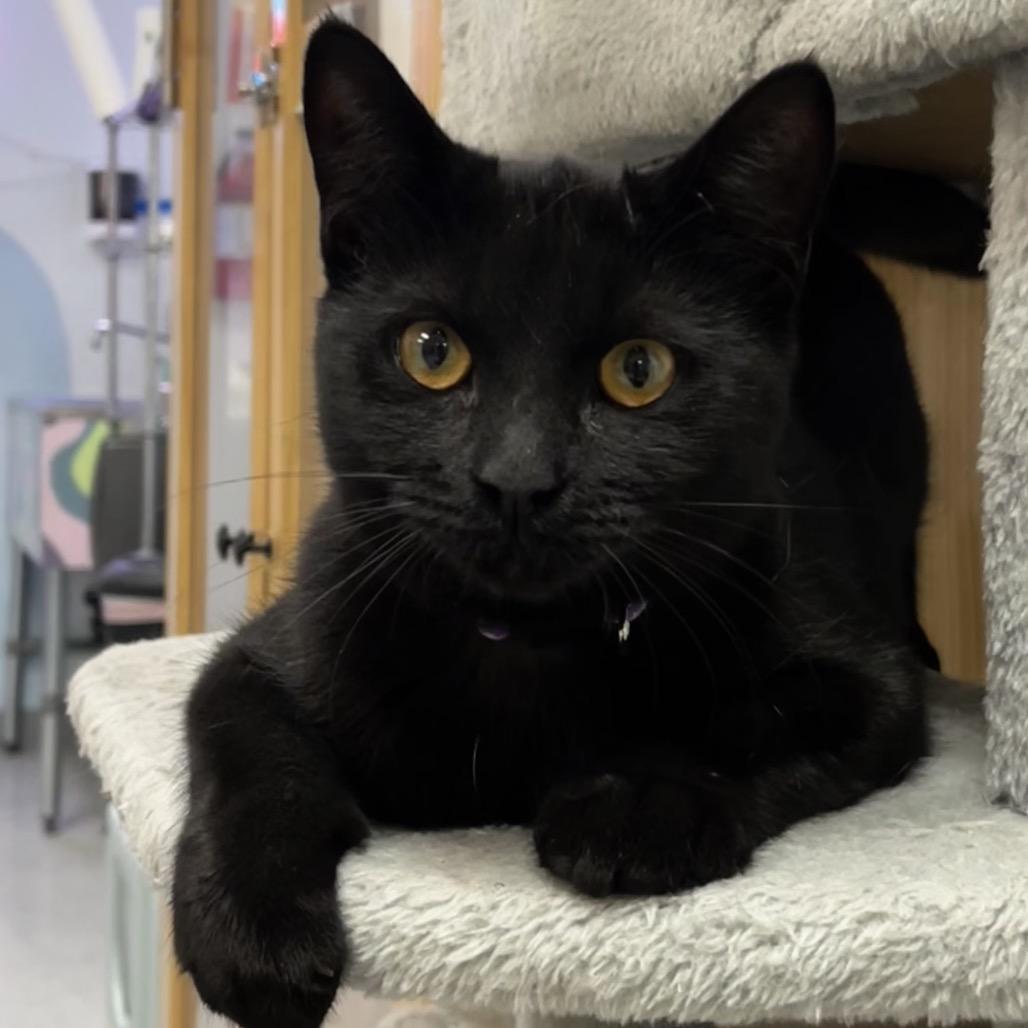 Enlarge Winnie, a Adoptable Domestic Short Hair in Yucca Valley, CA image 6/6