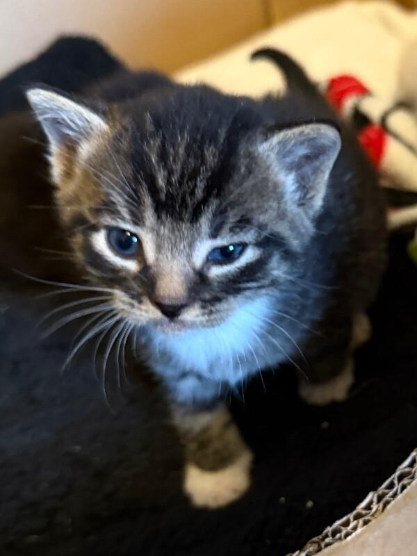 Triumphant, Adoptable, Young Male Domestic Short Hair.