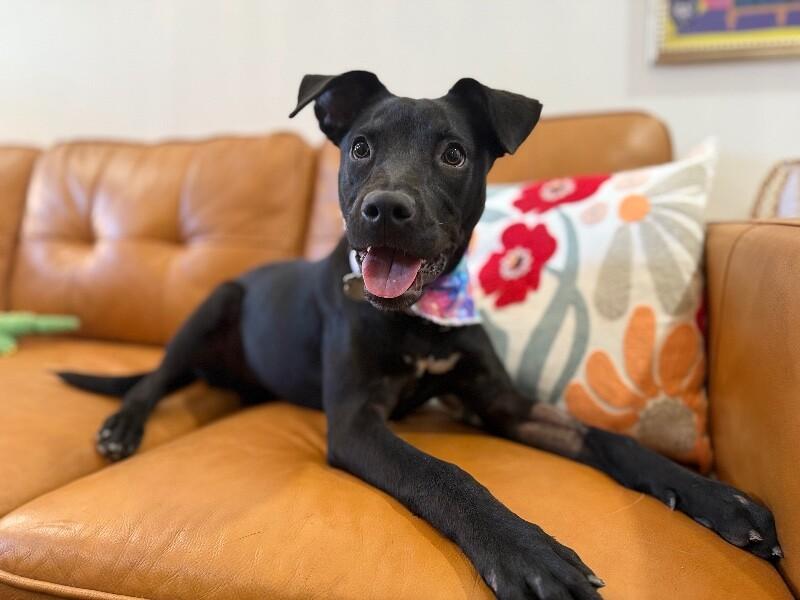 Shadow Mini Hershey Kisses — thumbnail 3