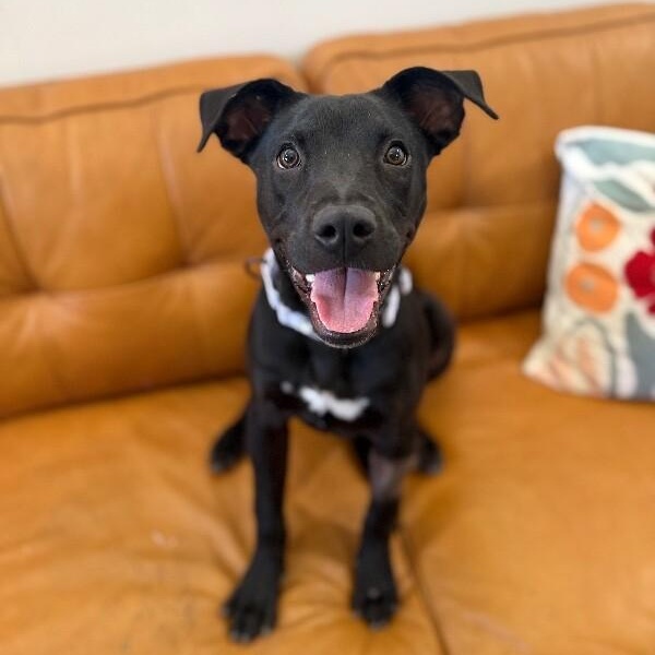 Shadow Mini Hershey Kisses — thumbnail 5