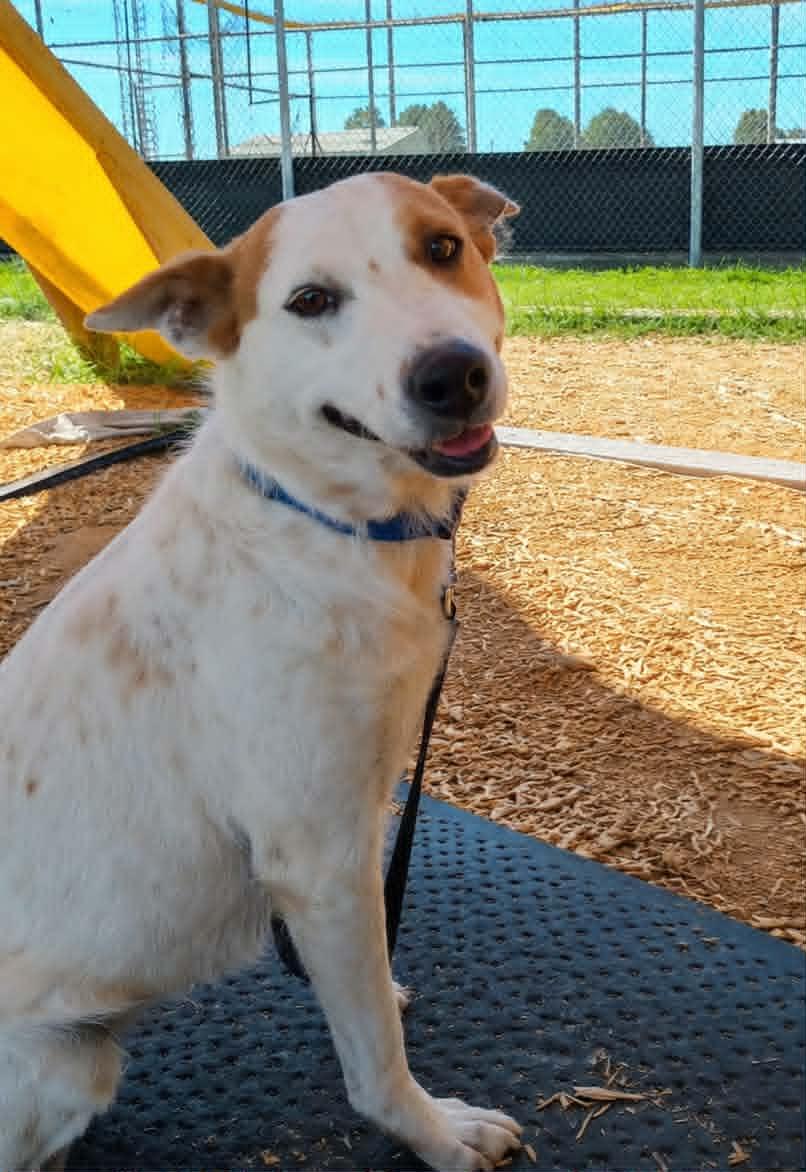 Jolie, a ADOPTABLE Australian Cattle Dog / Blue Heeler in Petersburg, IN image 5/6
