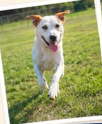 Jolie, a ADOPTABLE Australian Cattle Dog / Blue Heeler in Petersburg, IN image 4/6