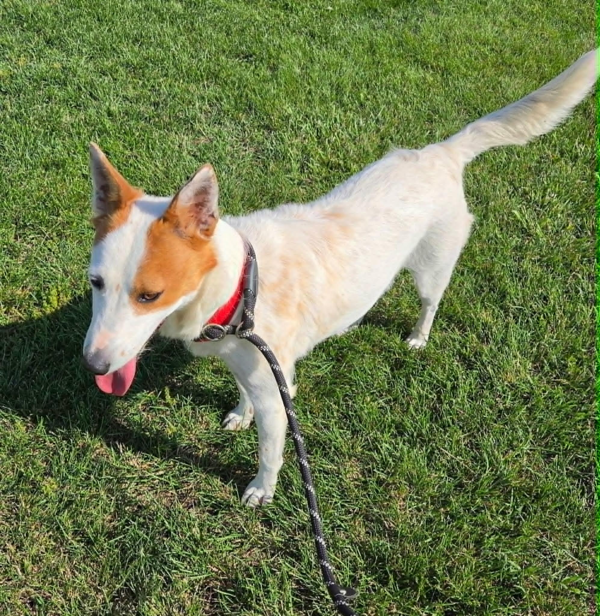 Jolie, ADOPTABLE, Adult Female Australian Cattle Dog / Blue Heeler.
