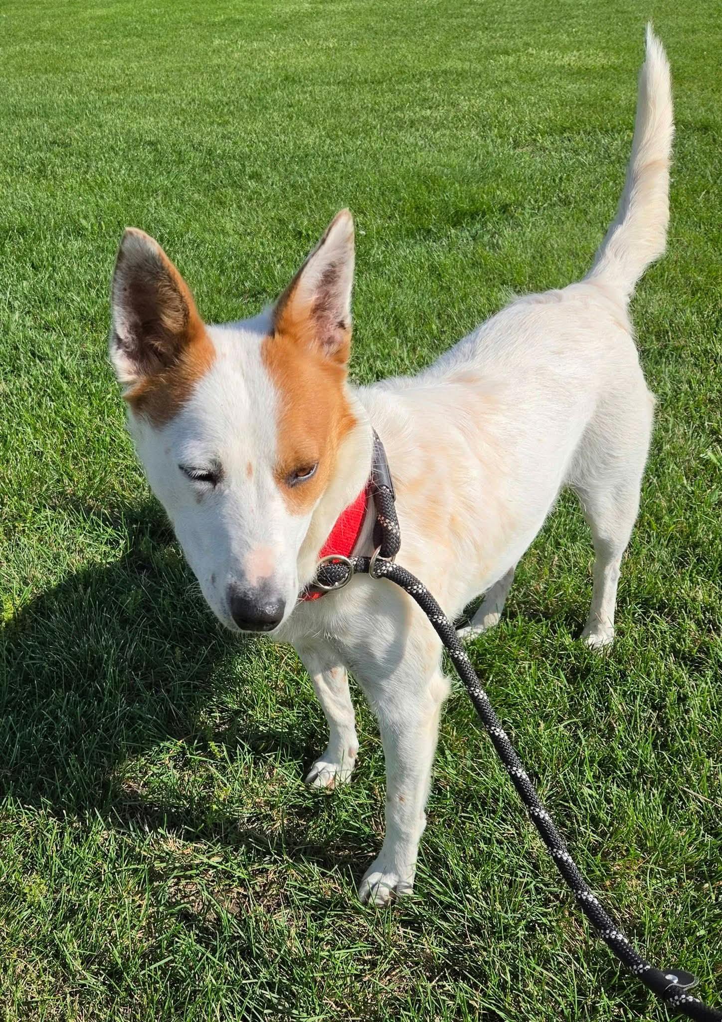 Jolie, a ADOPTABLE Australian Cattle Dog / Blue Heeler in Petersburg, IN image 3/6