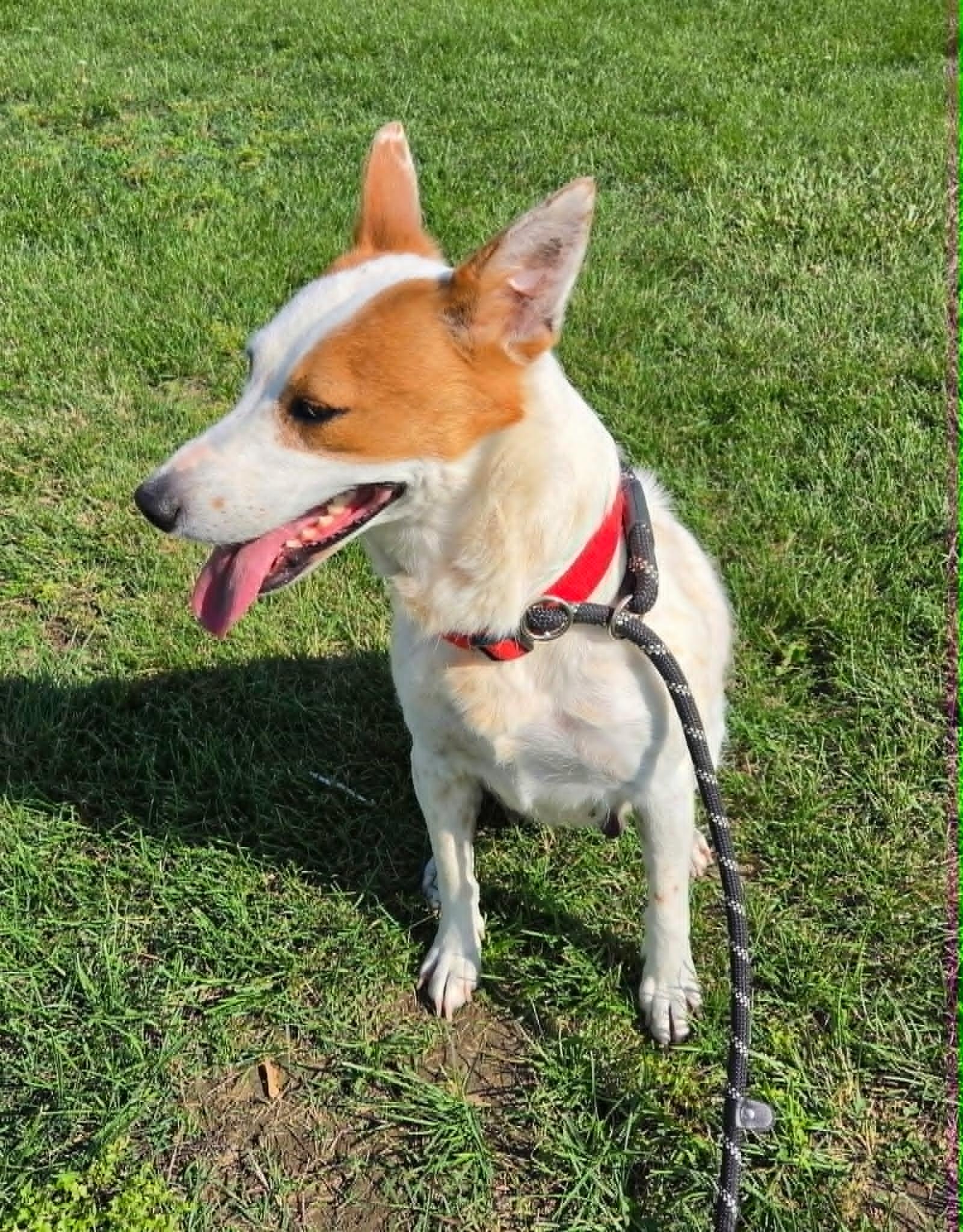 Jolie, a ADOPTABLE Australian Cattle Dog / Blue Heeler in Petersburg, IN image 2/6