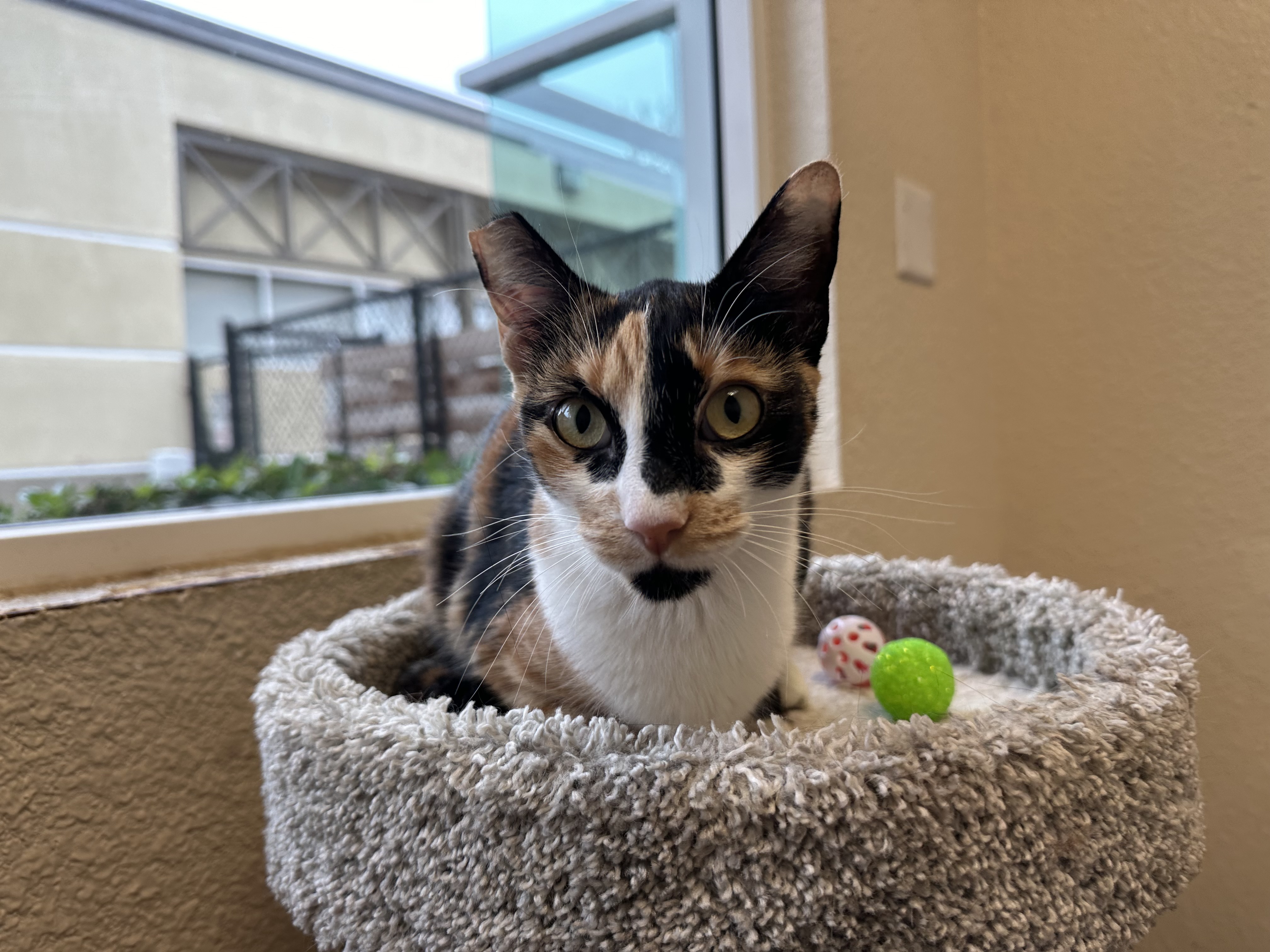 Cat for adoption Kiki, a Domestic Short Hair in Mission Viejo, CA
