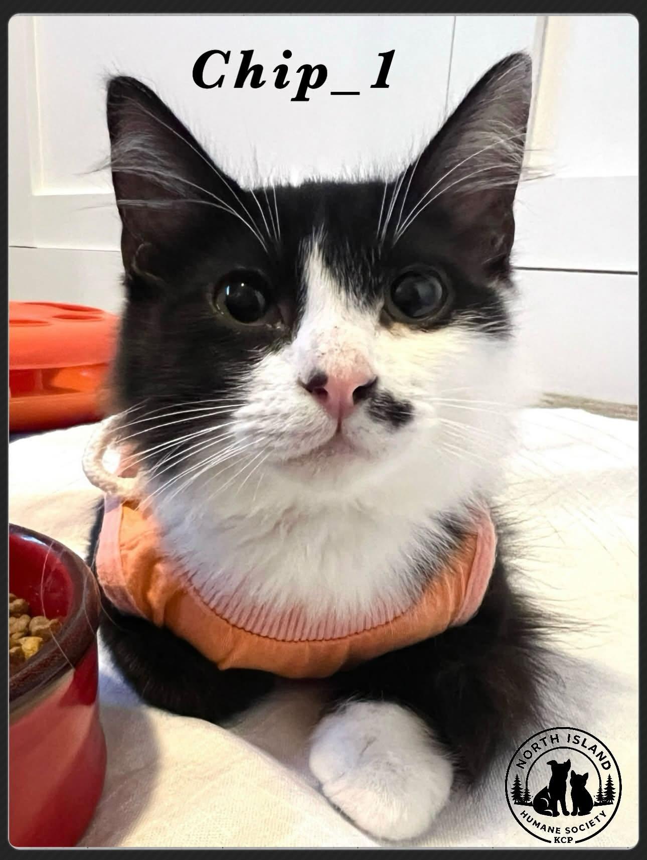 Chip-1, ADOPTABLE, Kitten Male Domestic Short Hair.