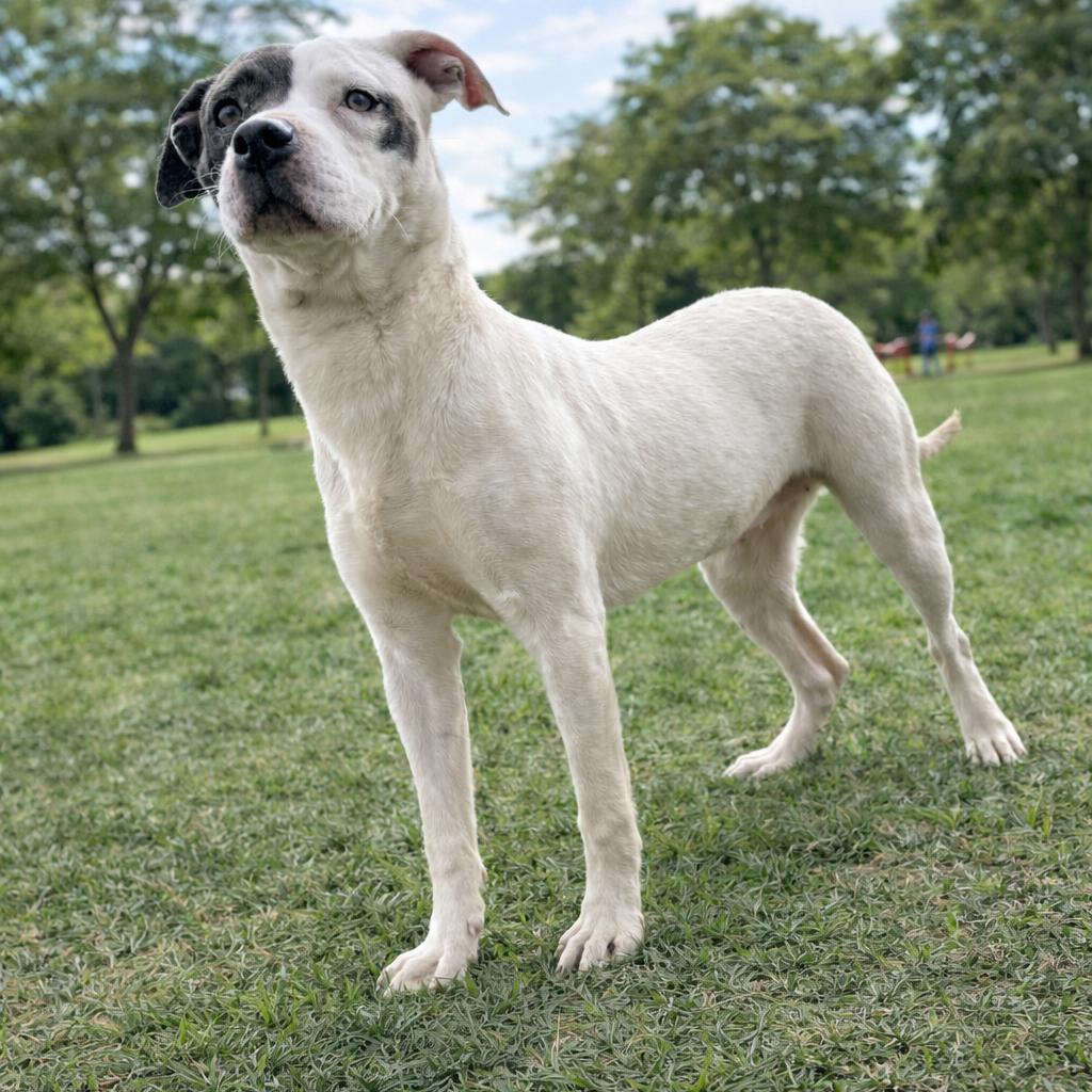 Lisa Frank P46177, a Adoptable mixed breed in Corsicana, TX image 2/2