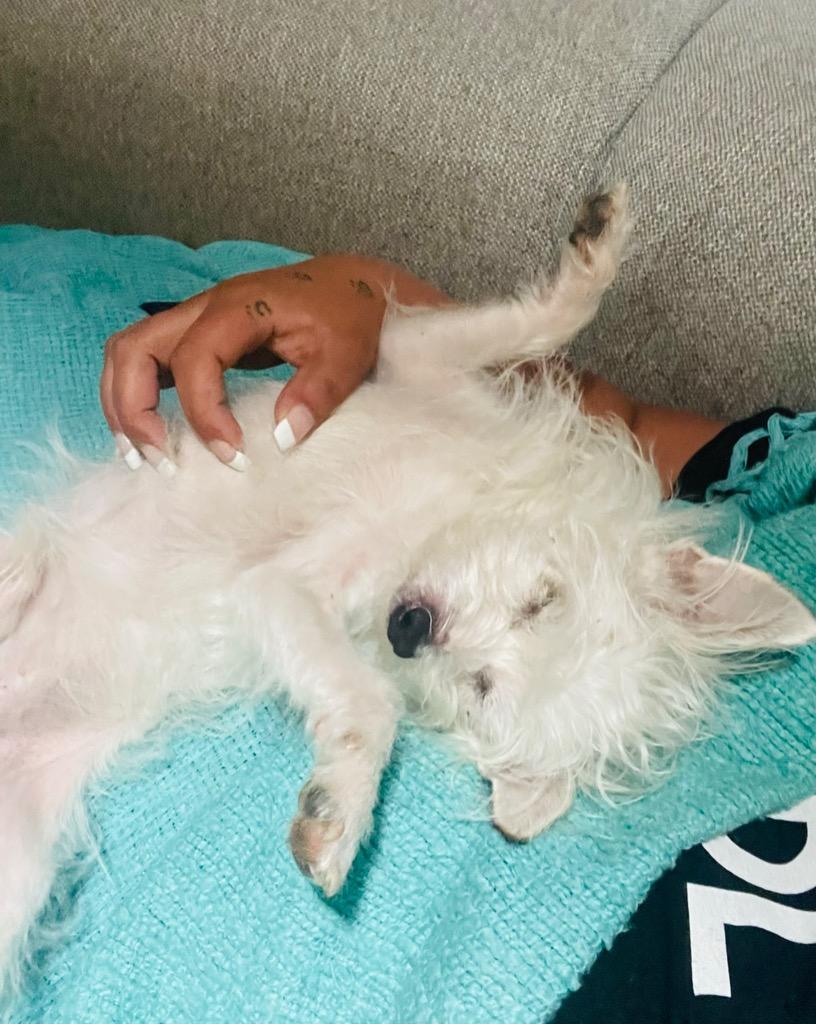 Guito, Adoptable, Senior Male Chihuahua.