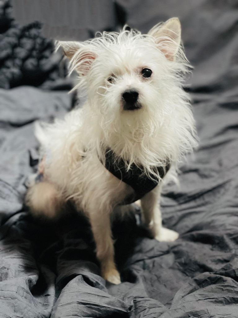 Guito, a Adoptable Chihuahua in Boone, IA image 4/4