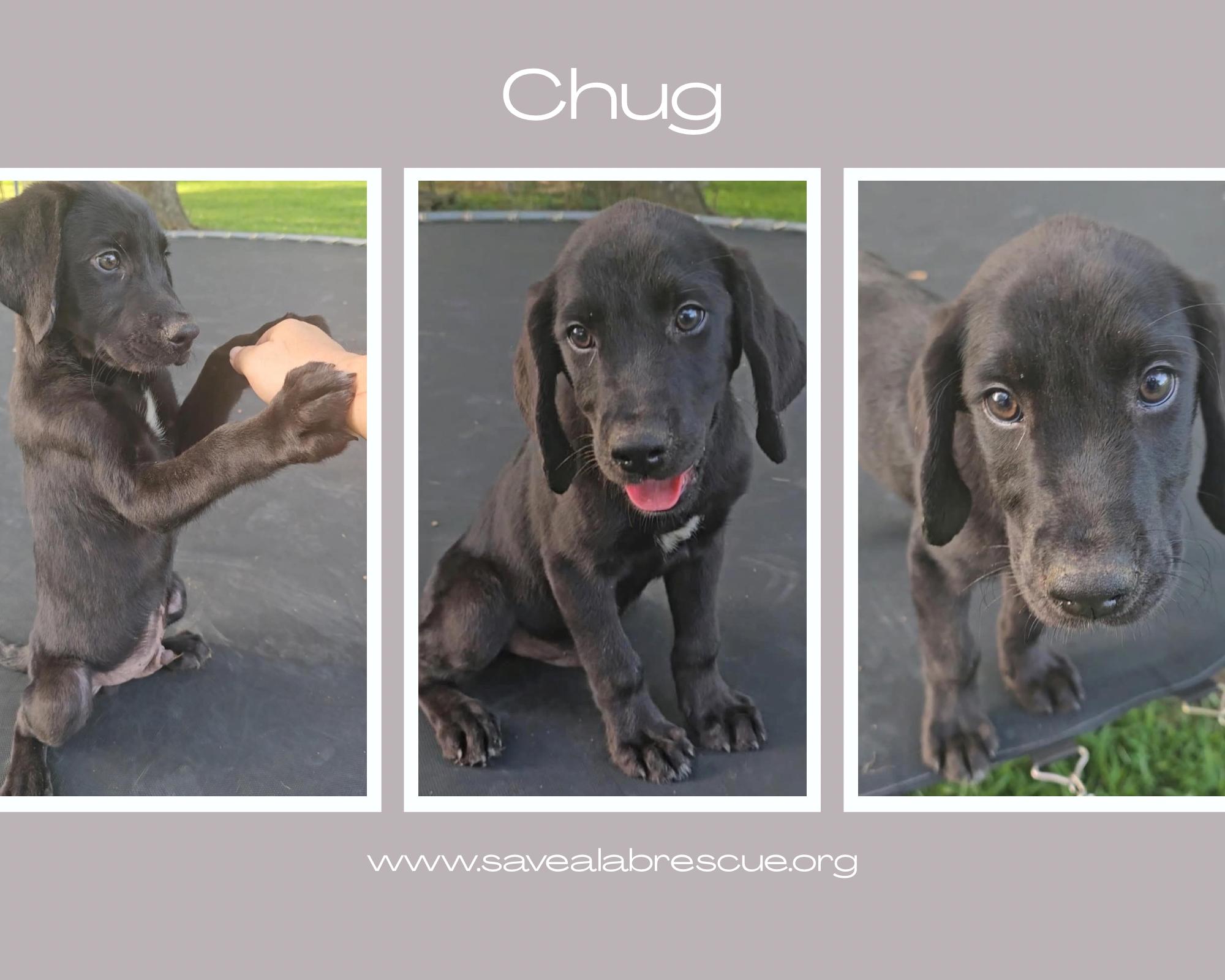 Chug, adopted, Puppy Male Labrador Retriever & Black Labrador Retriever.