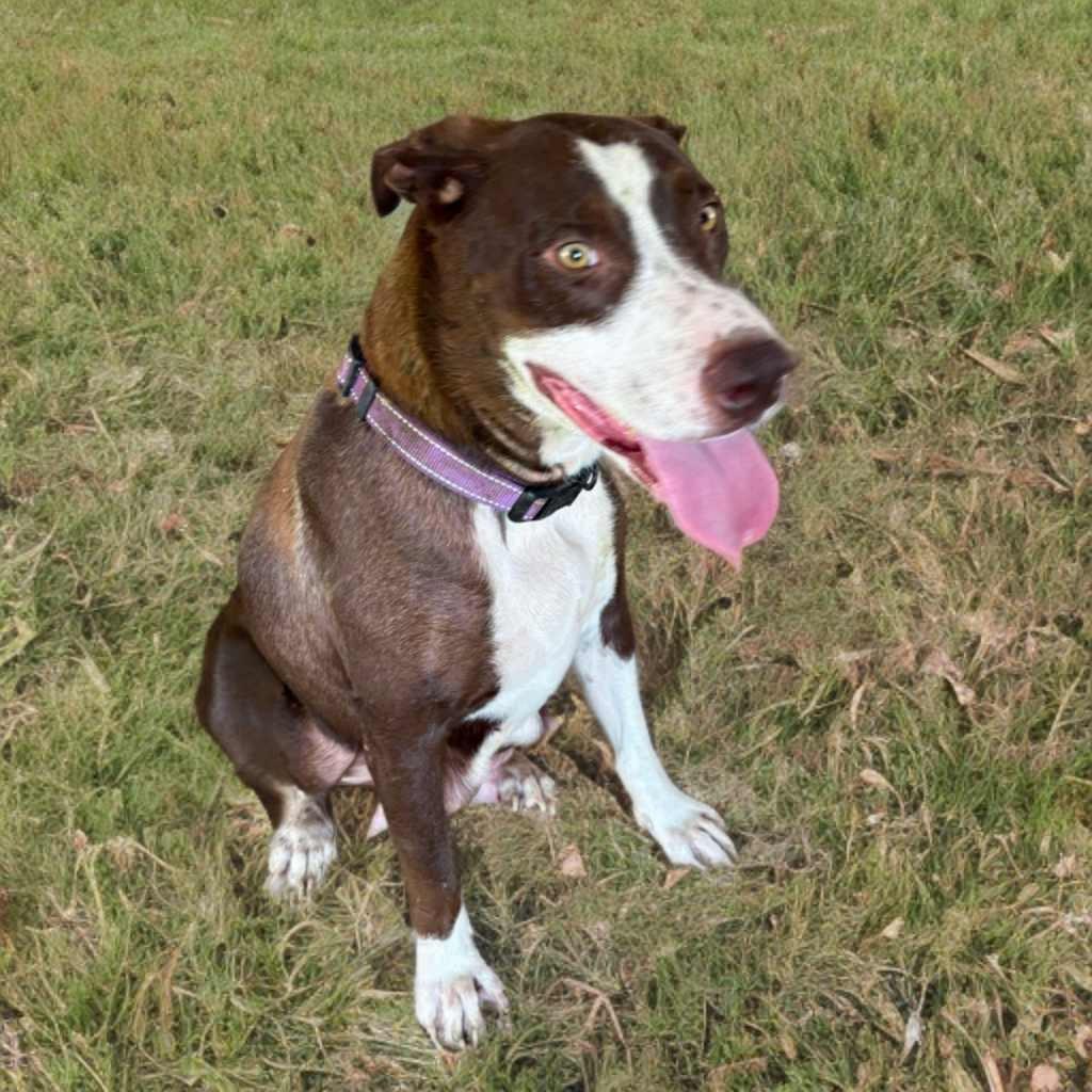 Enlarge Maple, a Adoptable mixed breed in Phoenix, AZ image 5/6