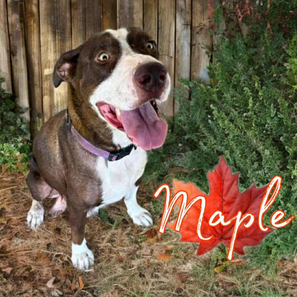 Enlarge Maple, a Adoptable mixed breed in Phoenix, AZ image 6/6