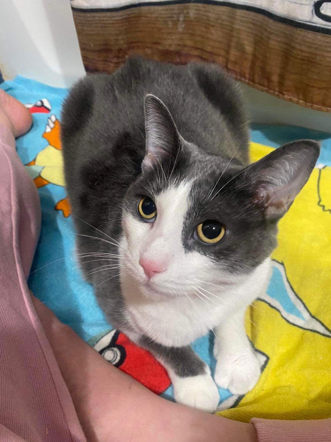 S'mores, Adoptable, Adult Female Domestic Short Hair.