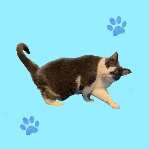 Enlarge S'mores, a Adoptable Domestic Short Hair in Rochester Hills, MI image 3/3