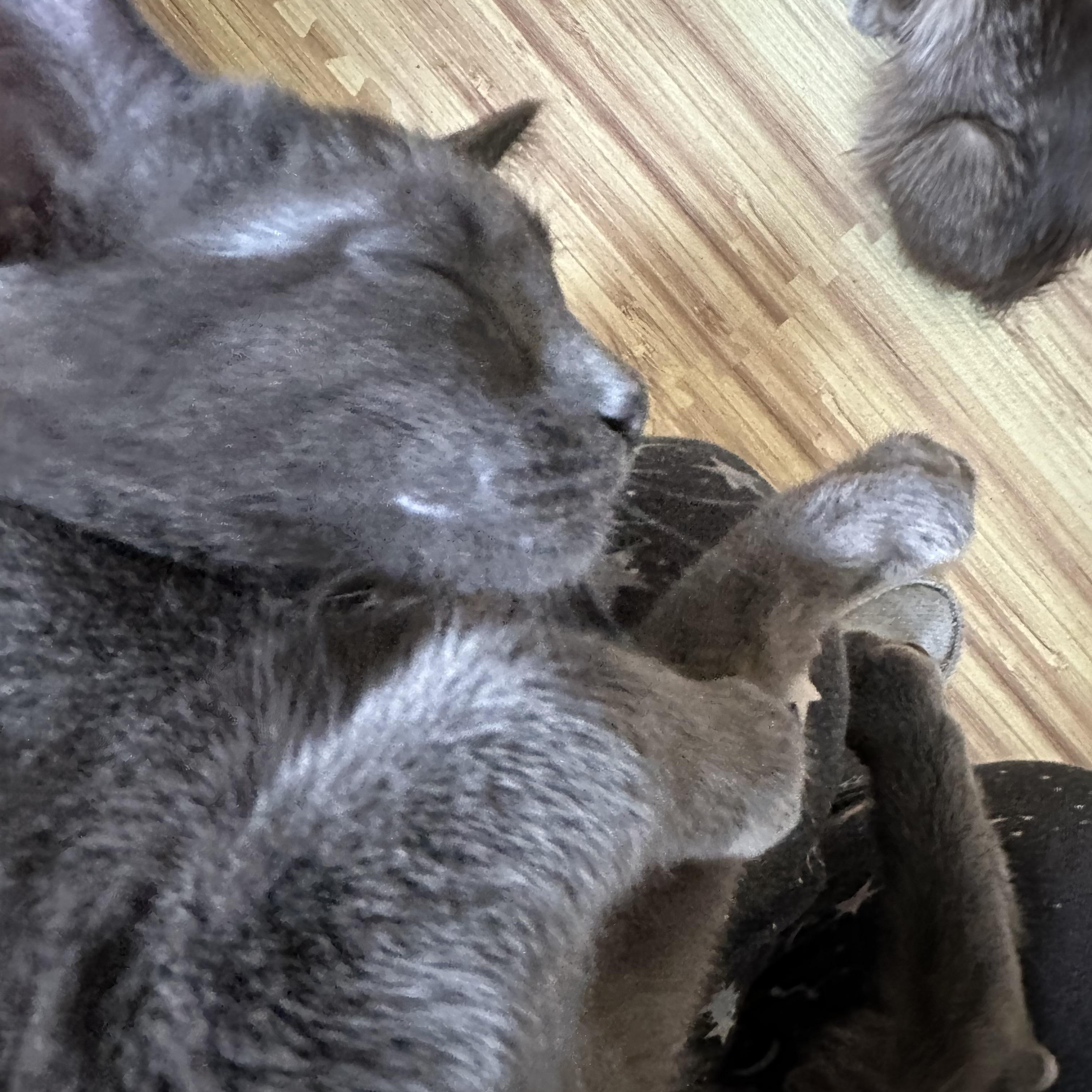 Enlarge Phyllo , a ADOPTABLE Domestic Short Hair in Syracuse, NY image 2/6