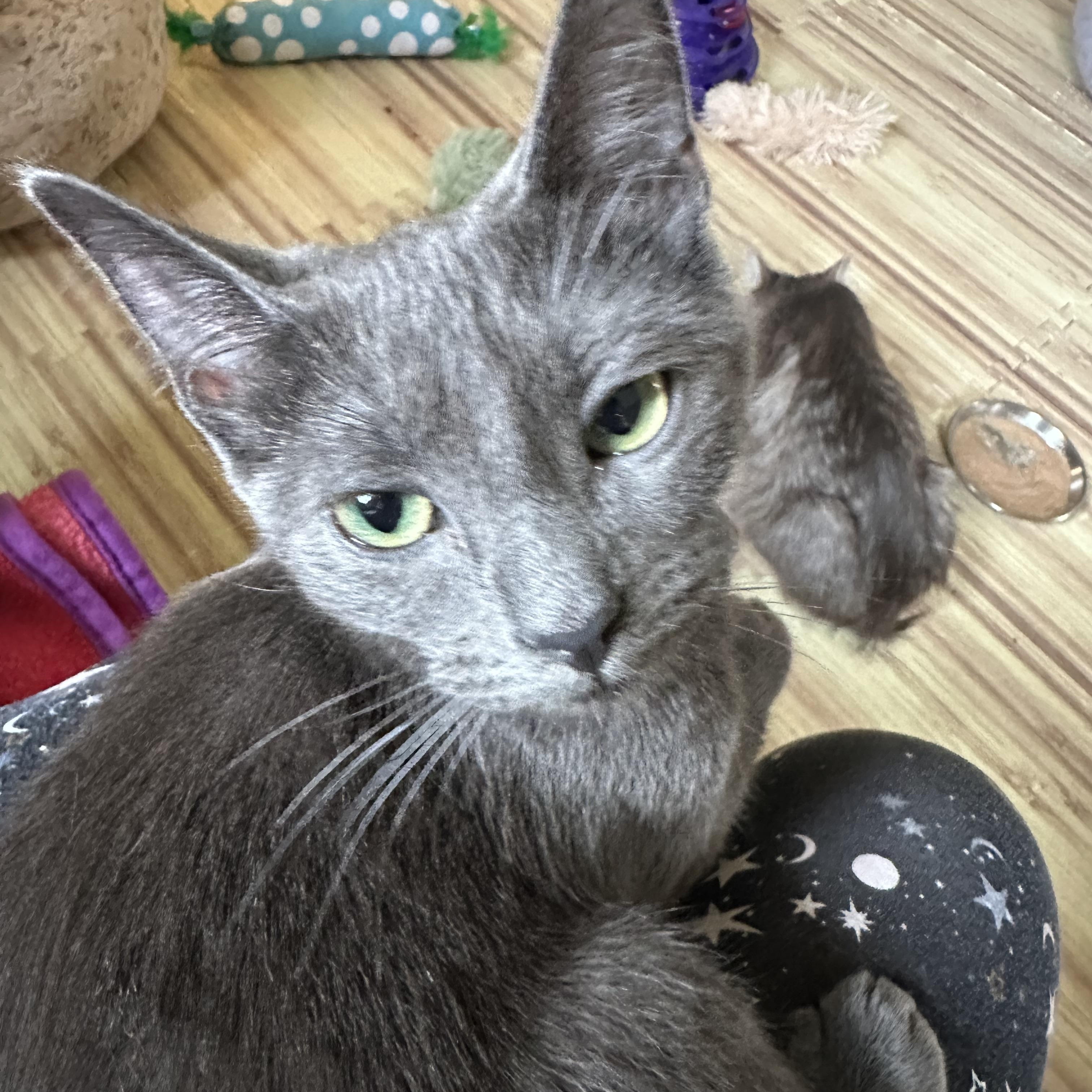 Enlarge Phyllo , a ADOPTABLE Domestic Short Hair in Syracuse, NY image 5/6